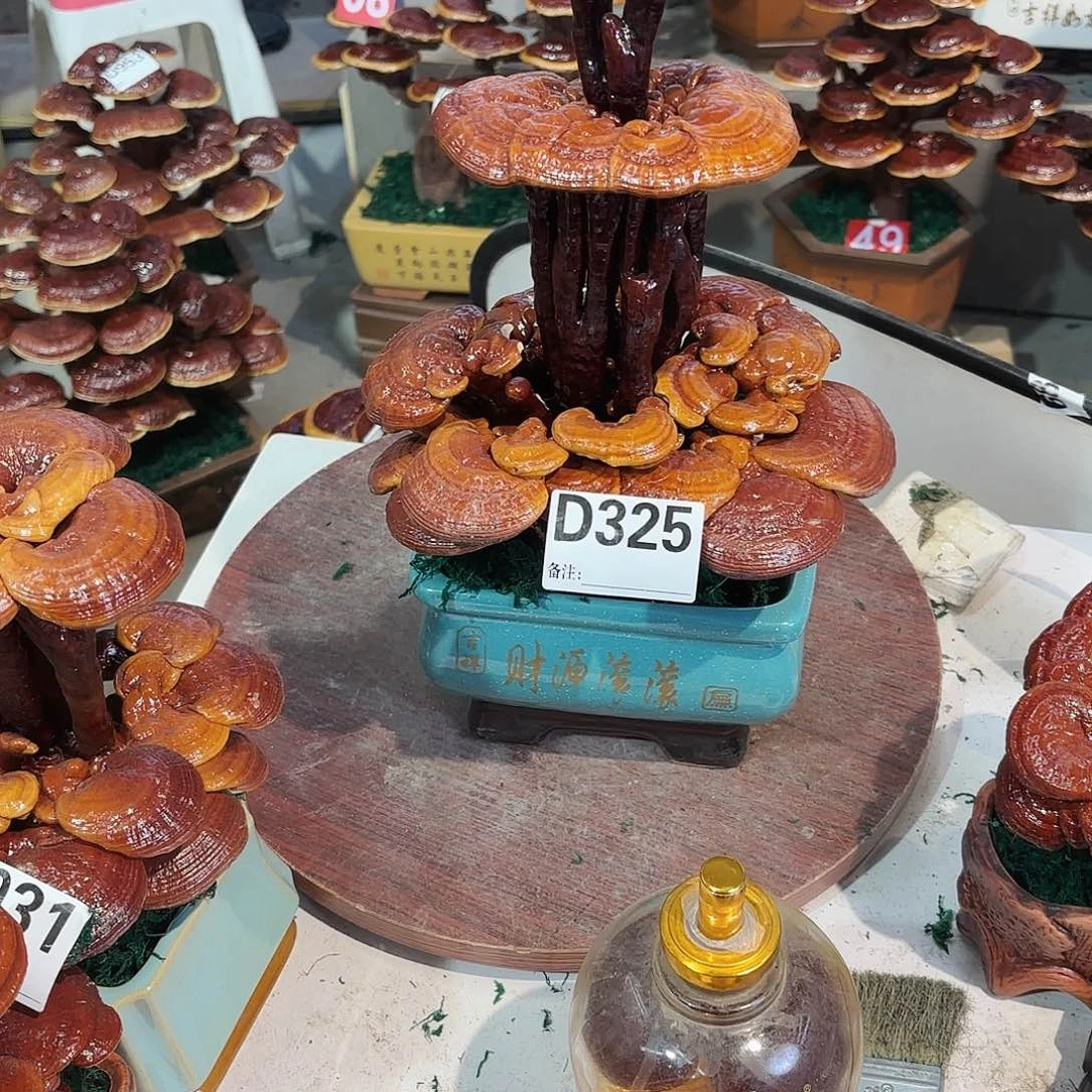 无花朵灵芝8888888888888