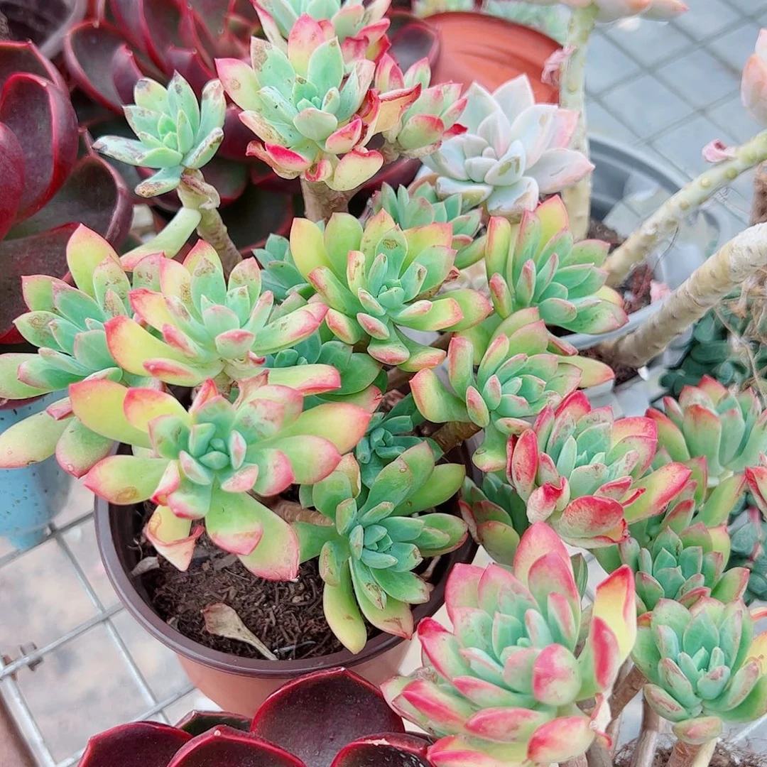 红稚莲多头造型精品