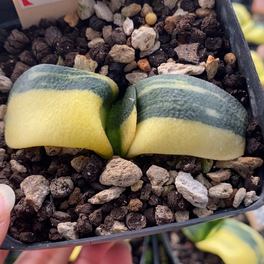 56实生军配卧牛锦一物一拍