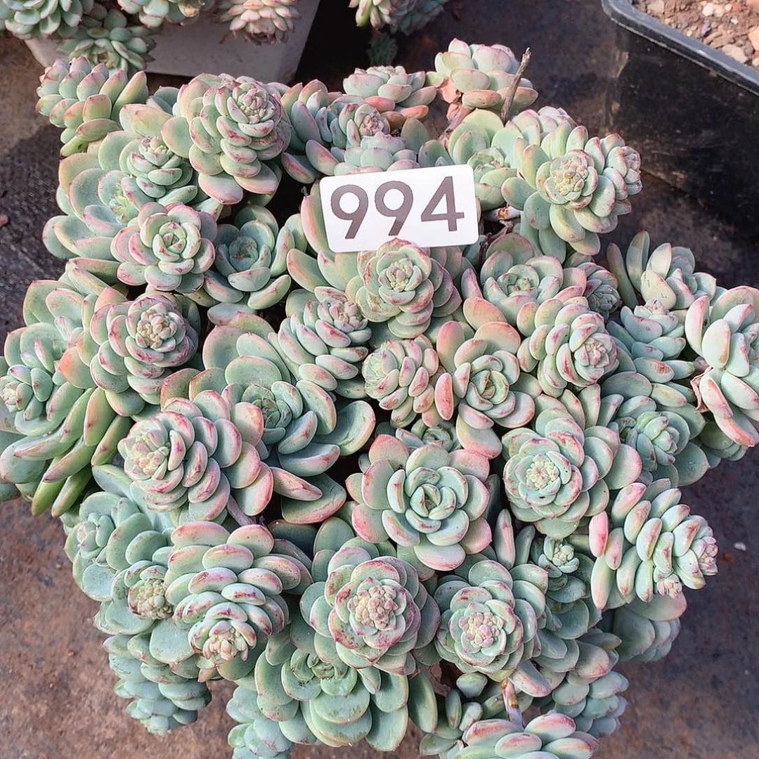 994奥霜一物一拍多肉