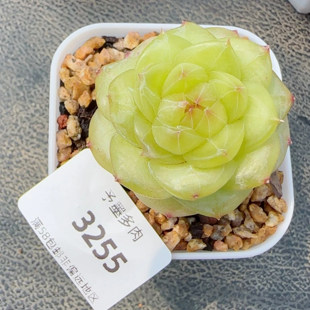 孤品珍妮，3255多肉