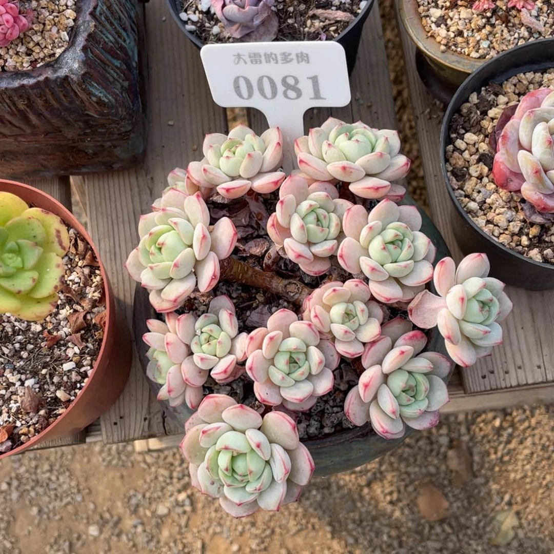 小*甜0081香草不带盆17厘米微瑕