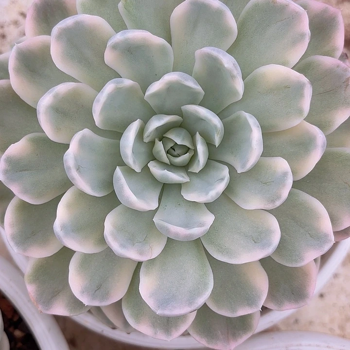 墨西哥雪球锦15cm起发