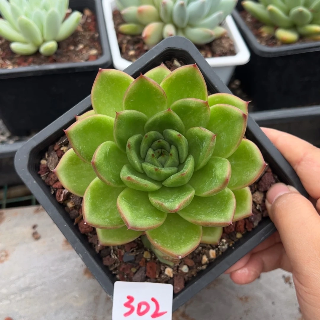 【闪购商品】302。 东云。 11111111111