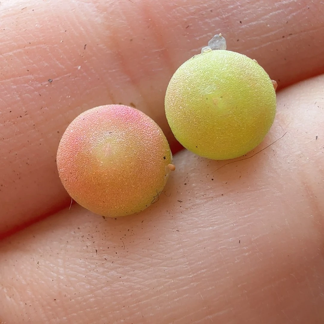 青*?2.11.15/3年哈莫新头0.7厘米多肉