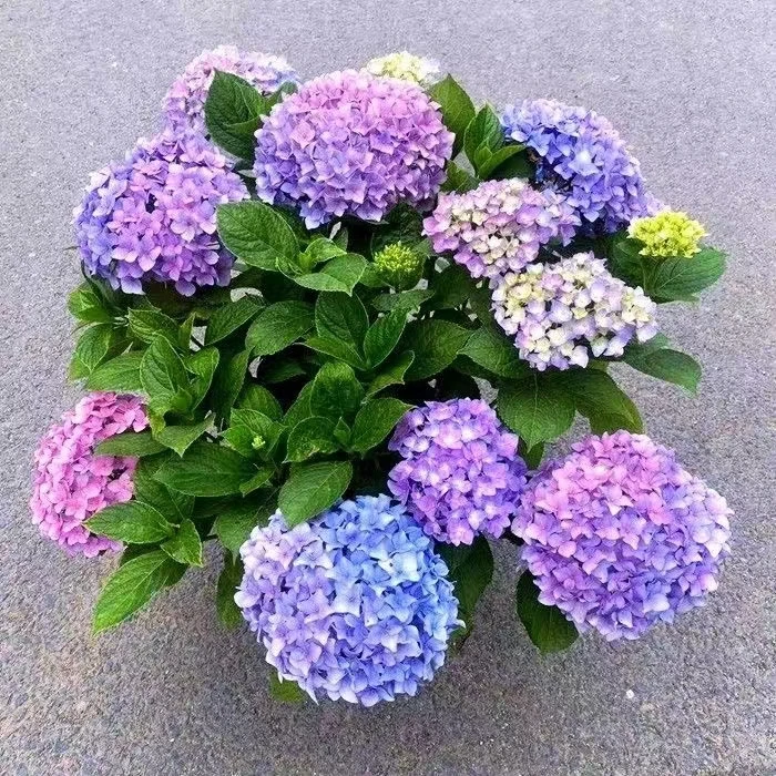 【拍一发二】绣球花苗当年开花无尽夏老桩适合阳台庭院的盆栽花卉