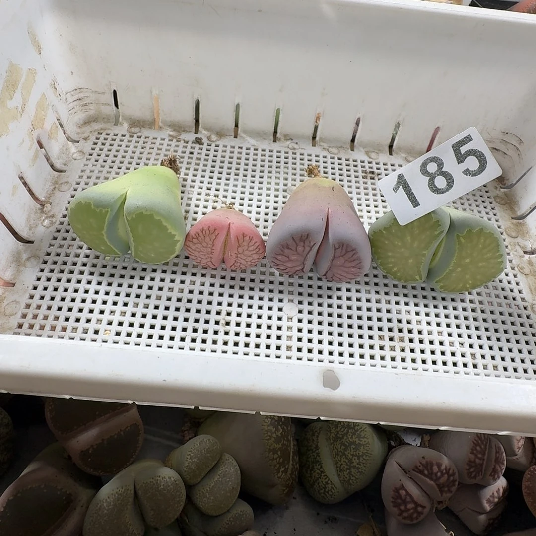 生石花一物一拍4颗185