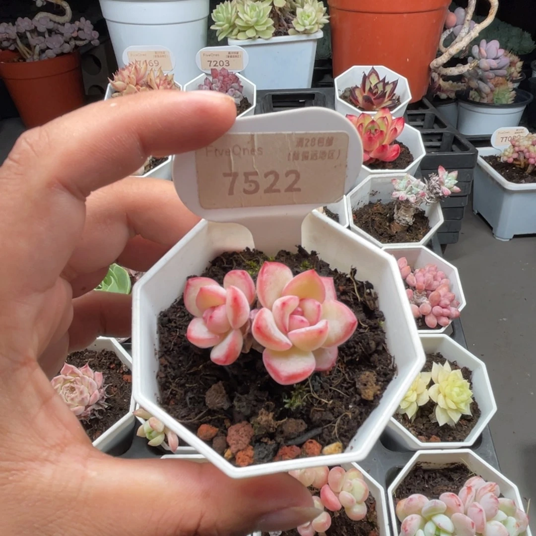 7522奶油奶油泡芙 4.0厘米