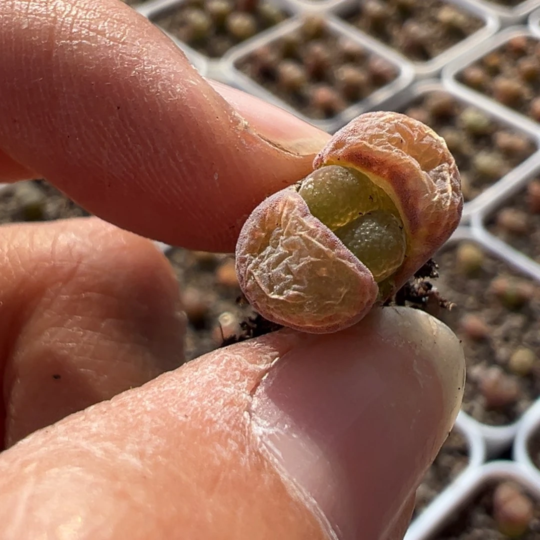 ?****柒巨cx1绿灯x1