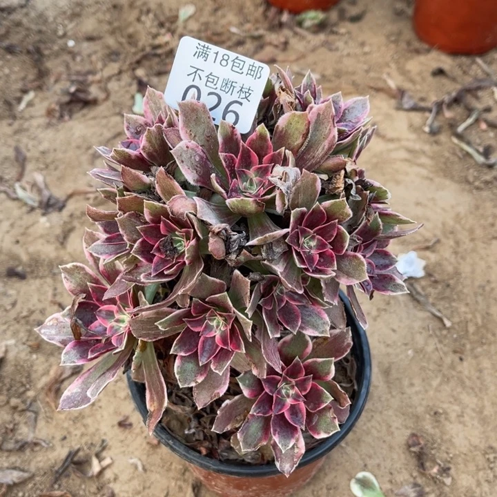 026浣纱手捧1号棚