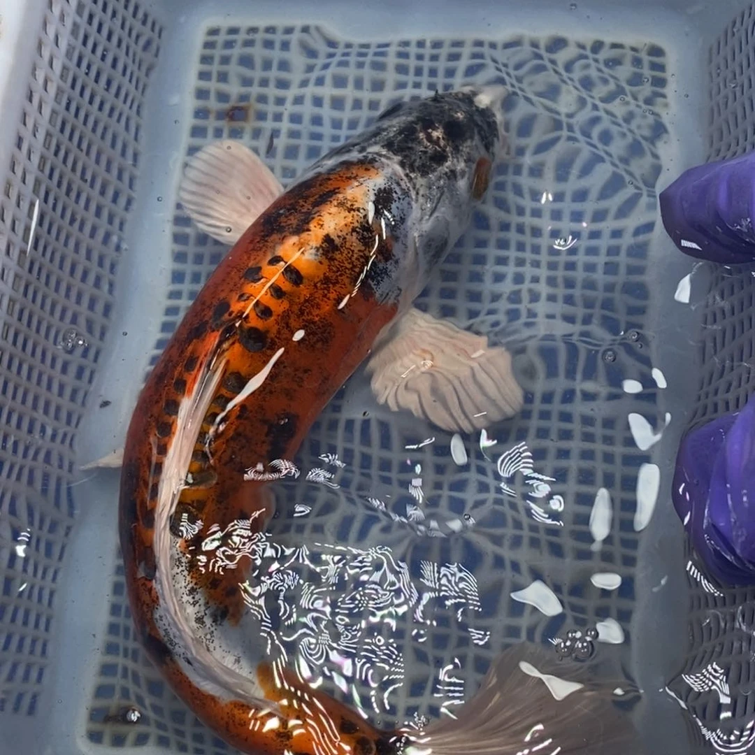 锦鲤冷水锦鲤包邮