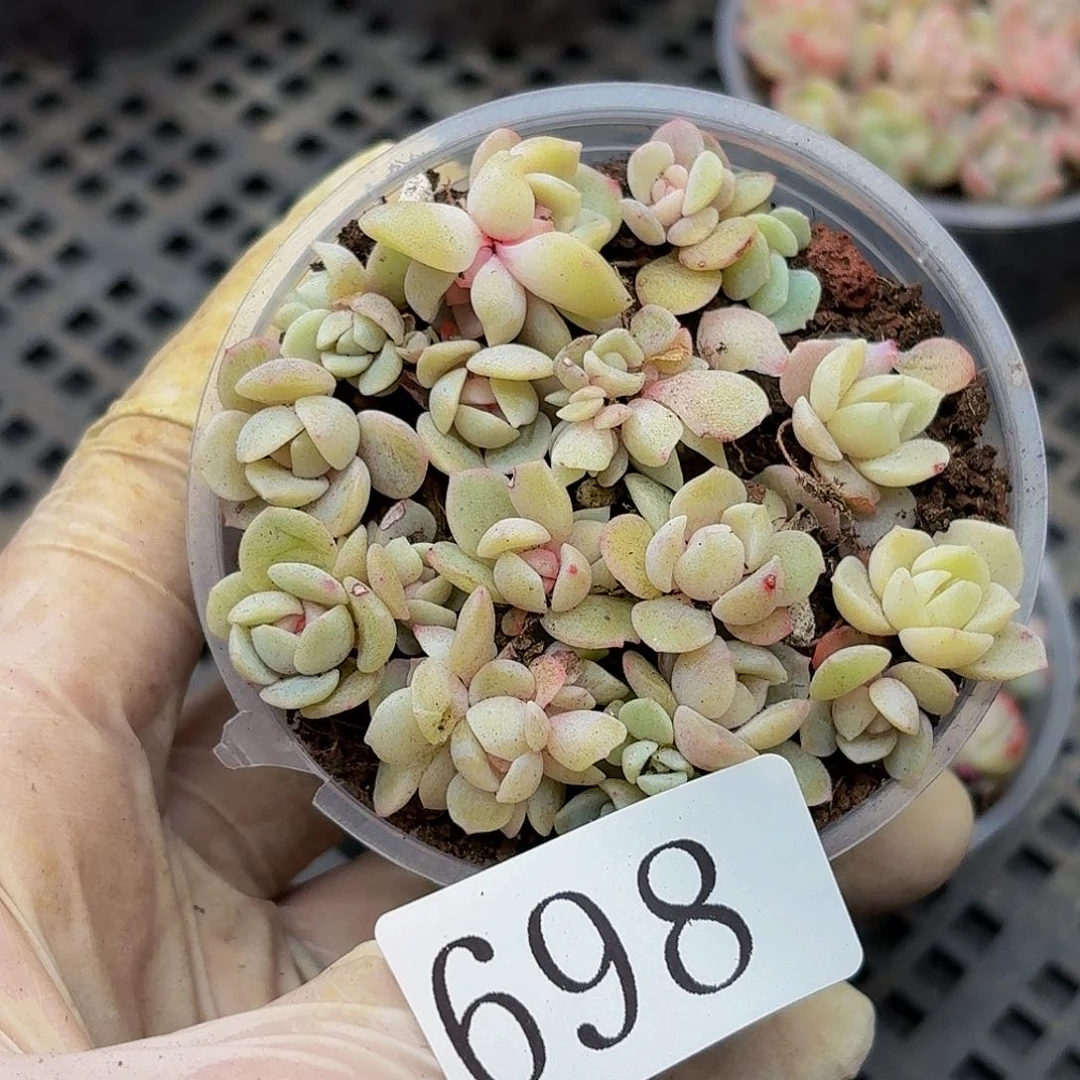 多肉植物多肉植物698