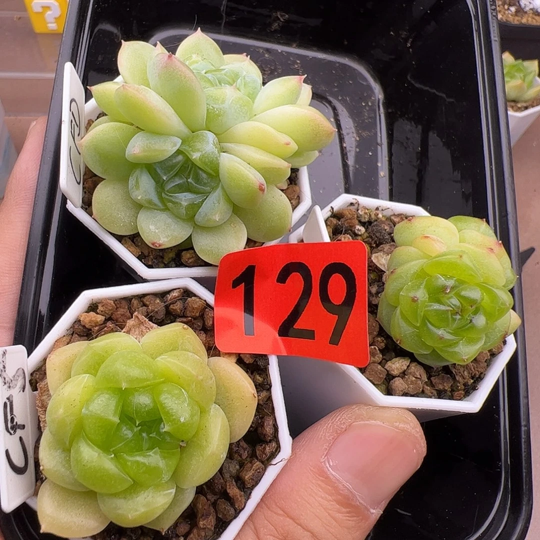 福利两个财富和一个甜心129