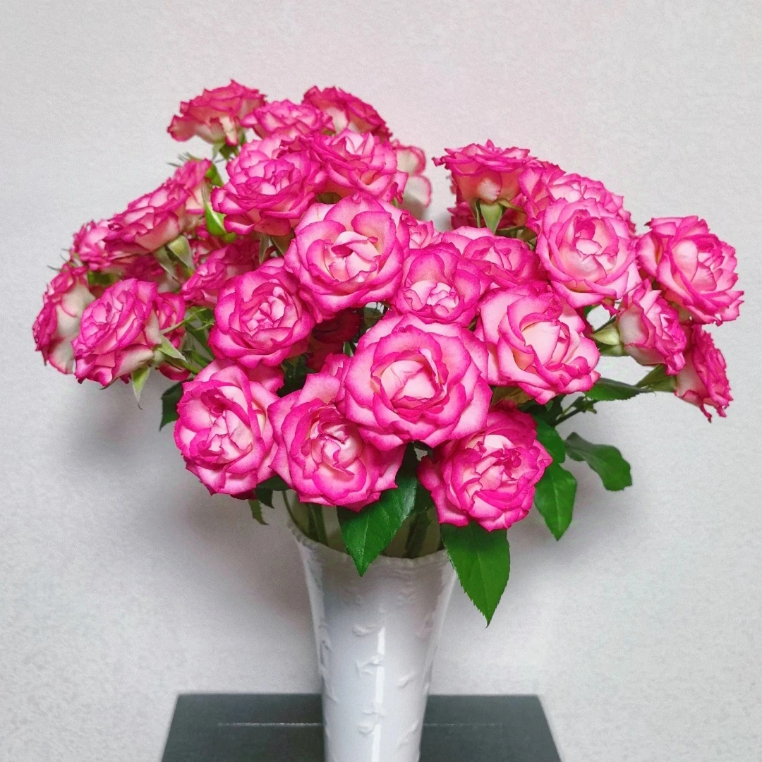 【云之卉】妃色罗衣多头玫瑰  基地现采现发 两单顺丰冷链包邮