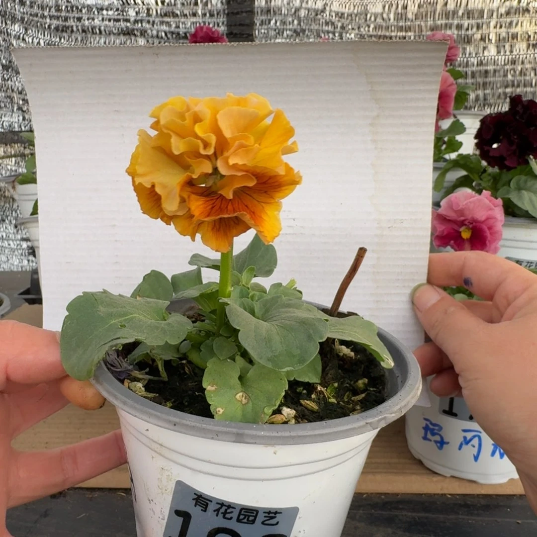 无花朵196号角堇