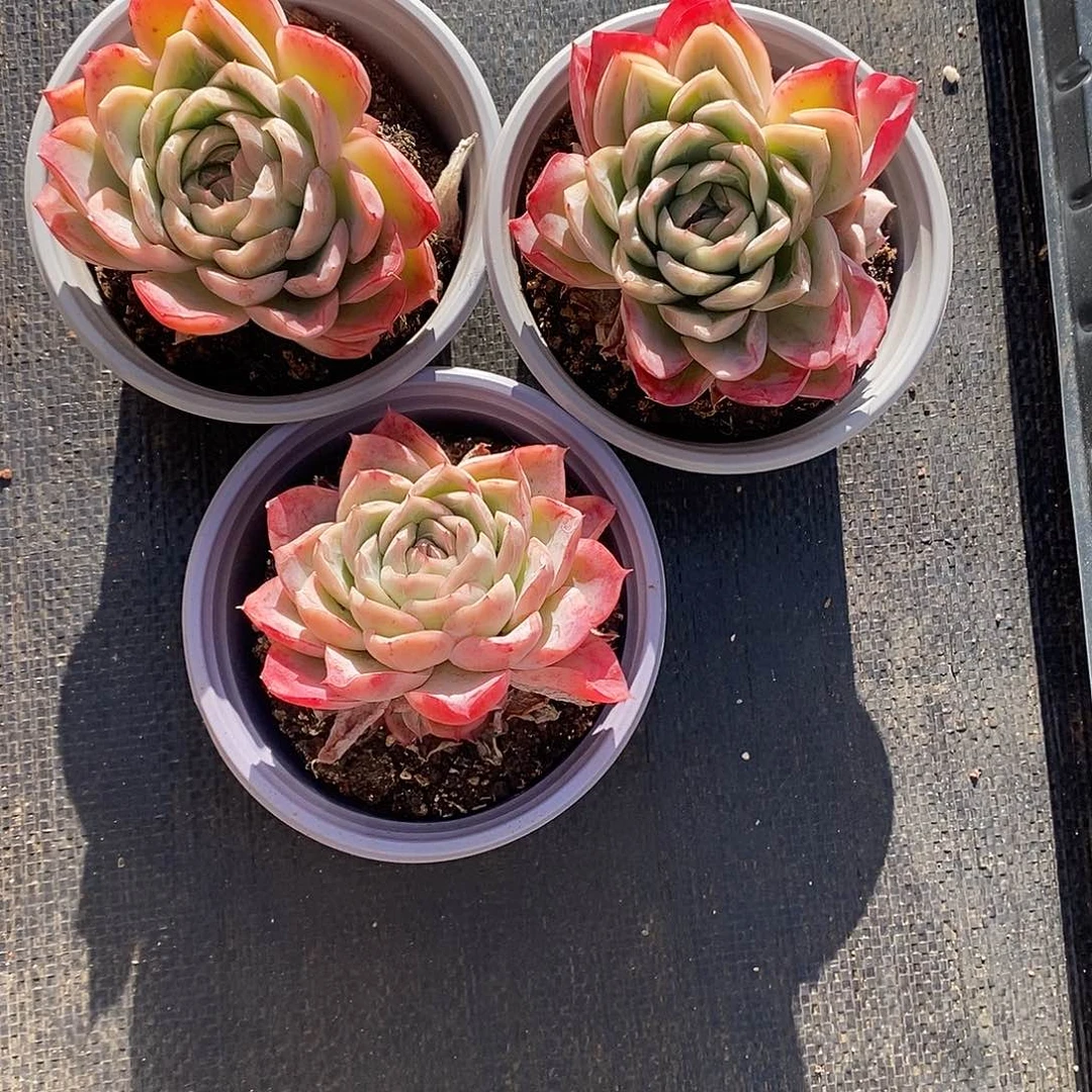 落樱 满38发货。