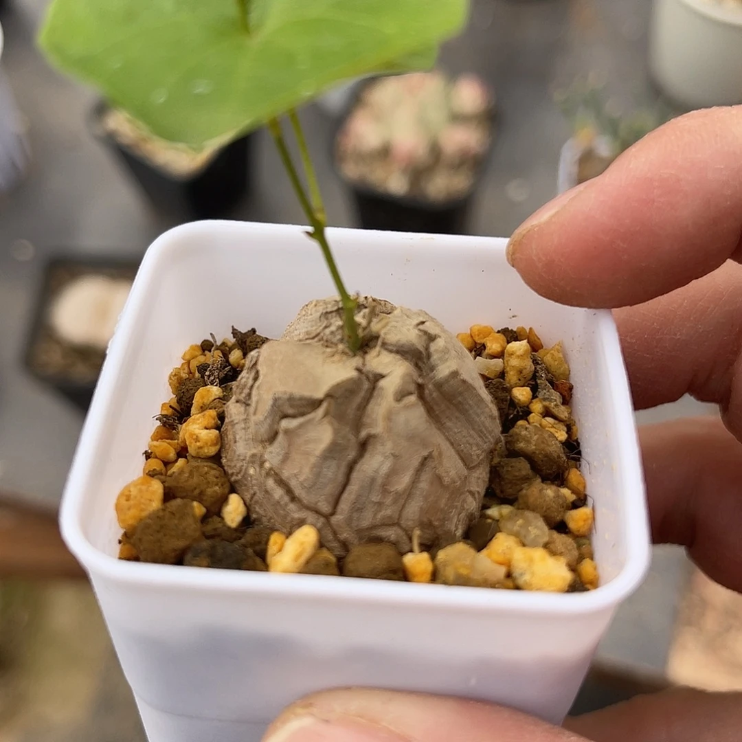 子播实生南非龟甲龙