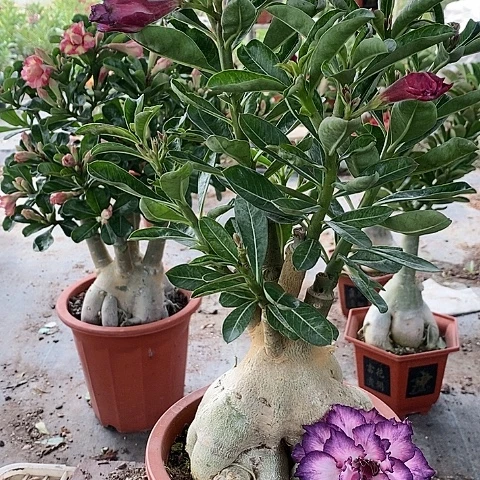 【闪购商品】无花朵小*烦