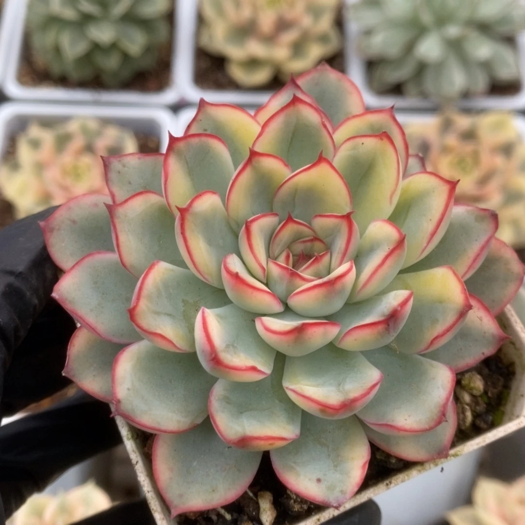 201荷花锦锦锦锦锦锦
