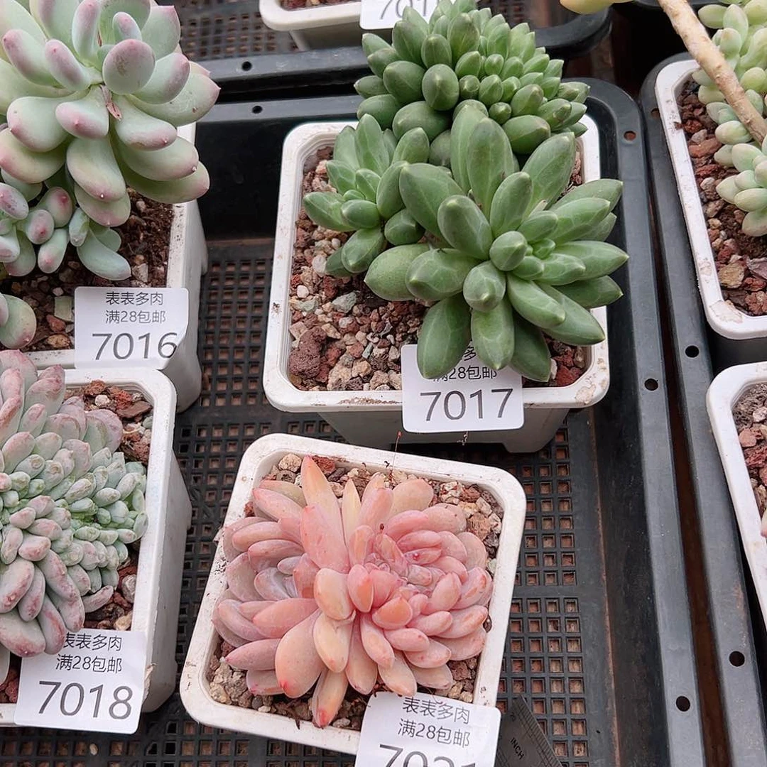 无花朵璎*?多肉一物一拍7017