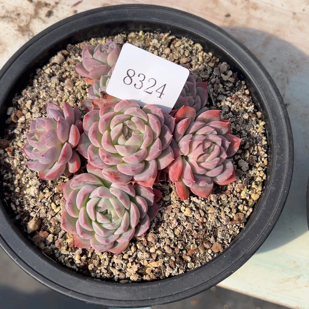 许*沙8324岁肉多多多多多