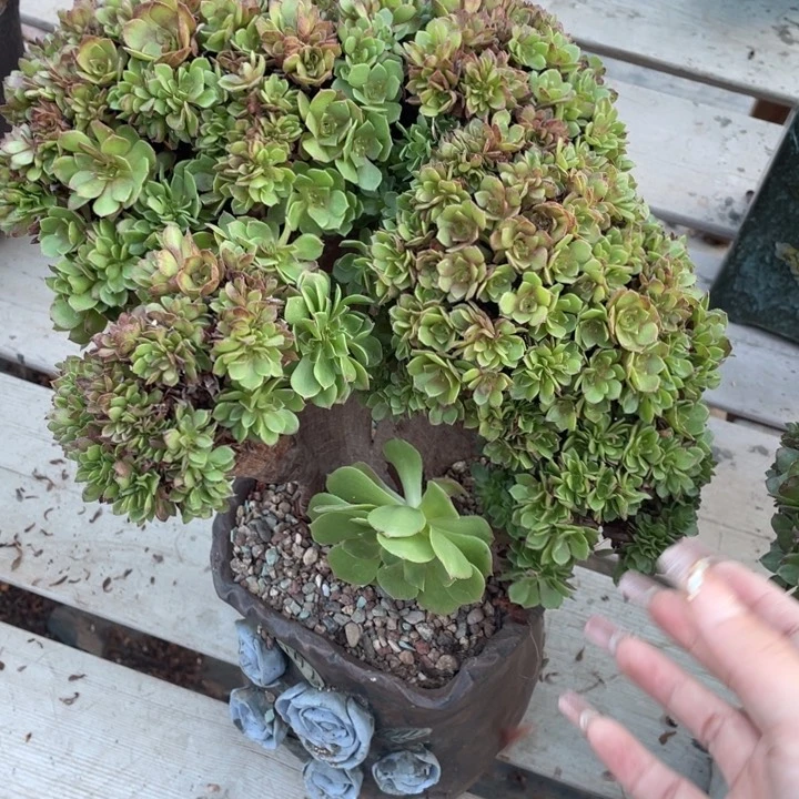 多肉的鱼也可以是小鲜菜