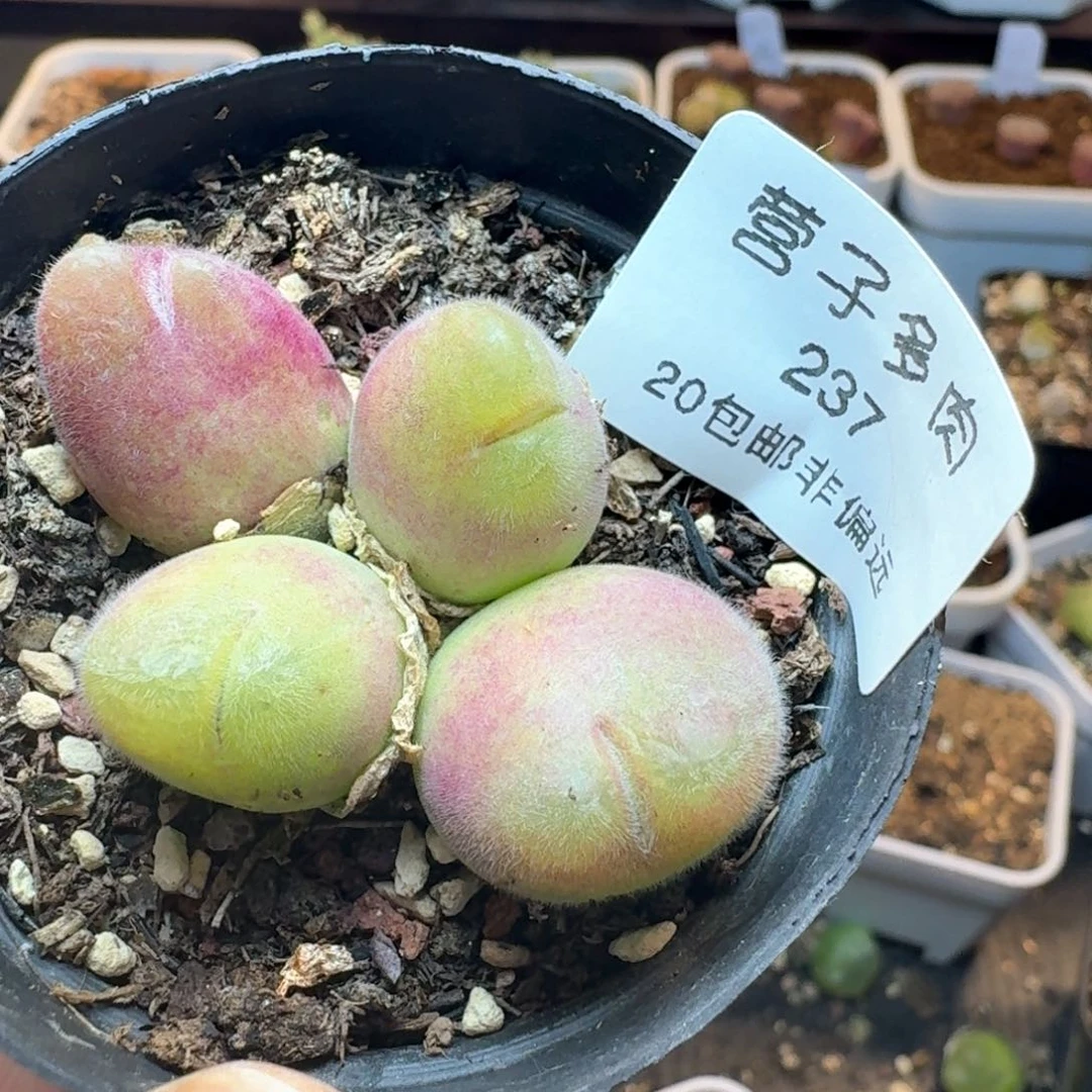 许***✨237带盆土发货0000000