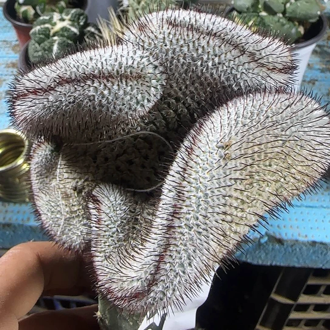 直刺佩雷缀化255仙人球