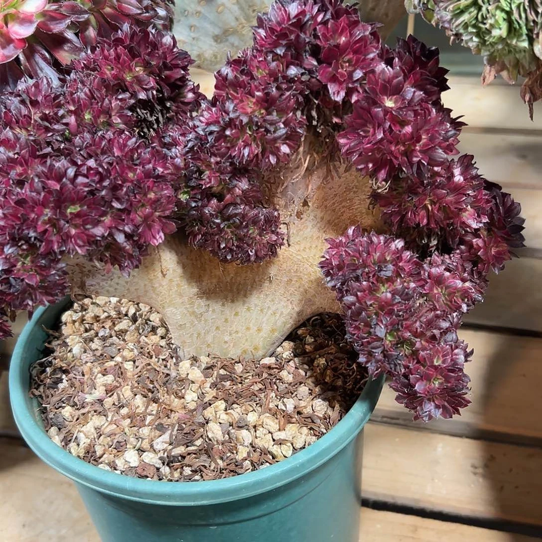 黑瞳超白朵朵缀化老桩厚板