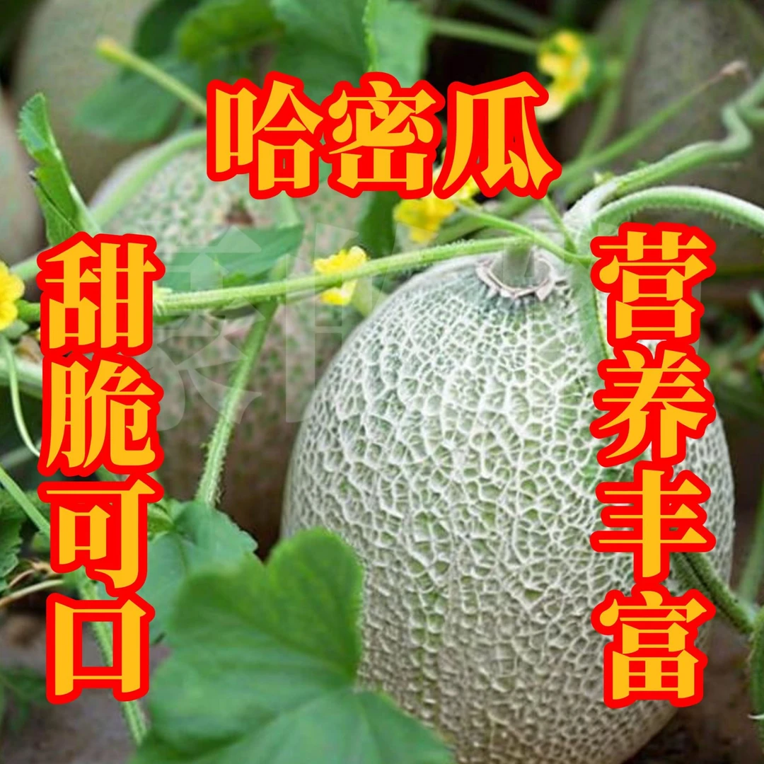 全店满5元包邮[29]哈密瓜种子