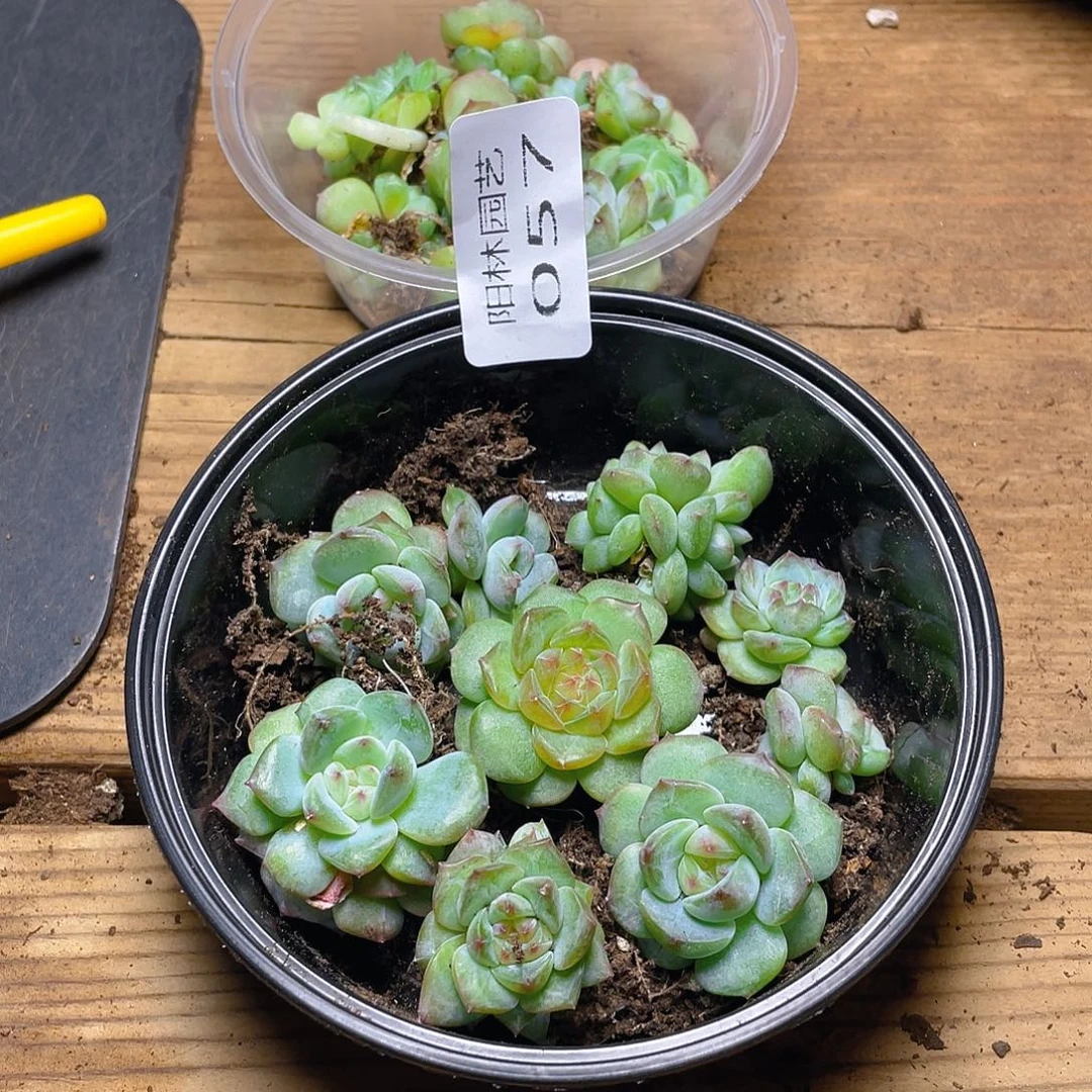 任***倒多肉植物多肉植物57