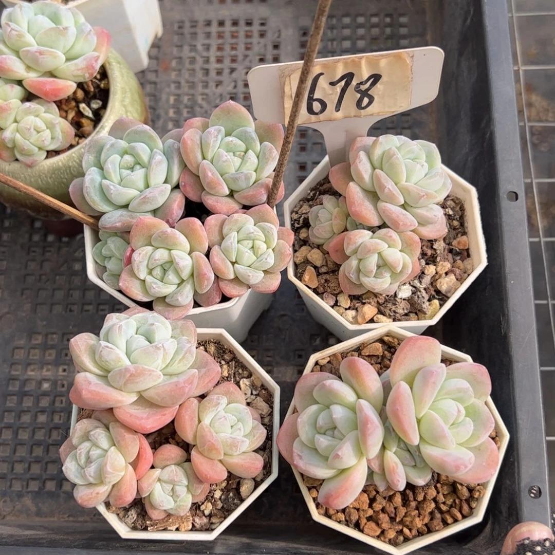 678号冰玉多肉植物