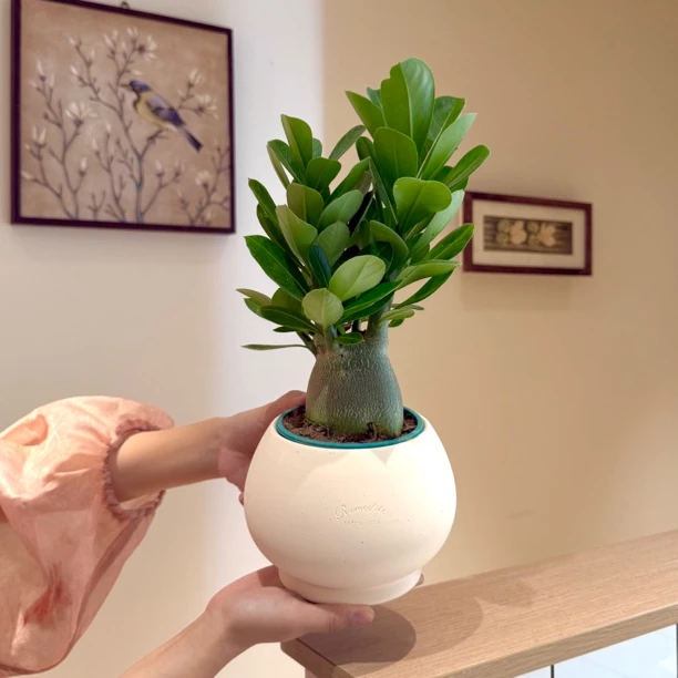 大苗胖胖树沙漠玫瑰可爱趣味多肉盆栽盆景室内阳台好养花卉绿植