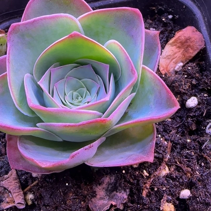 福利6厘米11242424242428