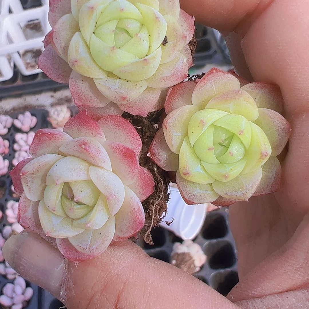 黄粉仙子3个19包邮