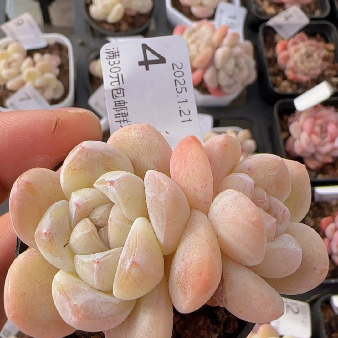 白体糖心糖心冰玉一颗