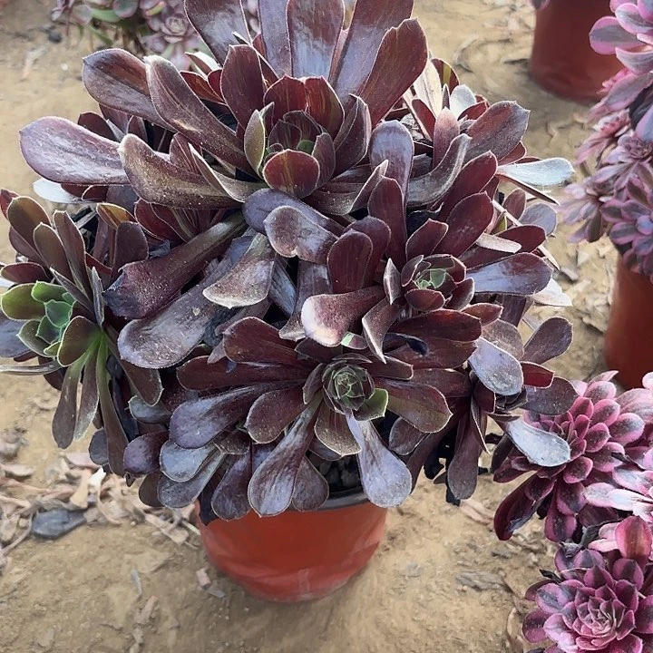 多肉植物欧若拉法师2