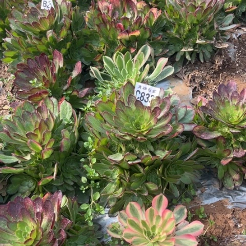 833万彩灯不包断枝