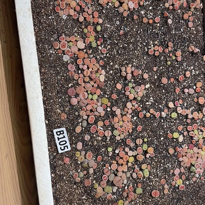 105生石花整框脱土发货不售后