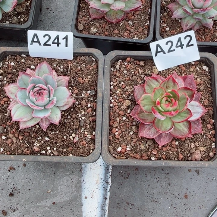 小***菇惊鸿仙子多肉植物A242.241