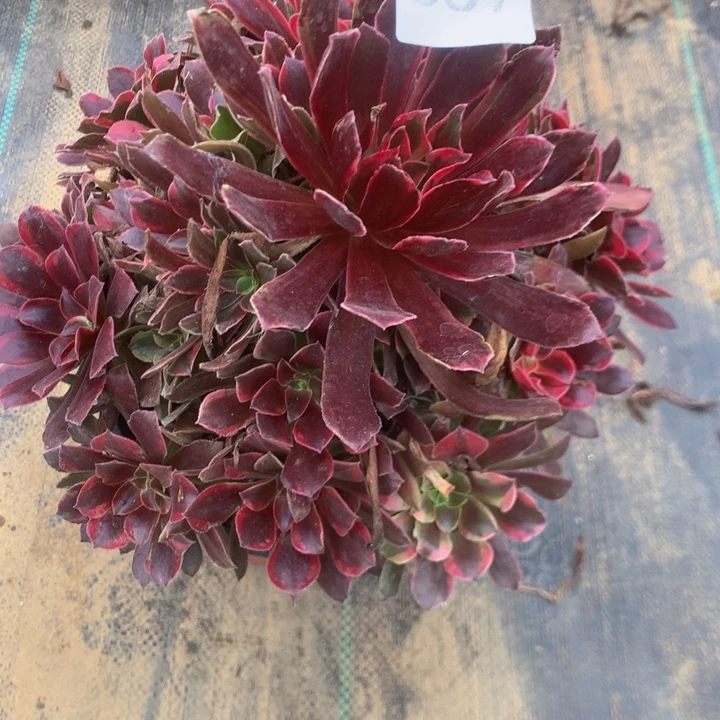 357蒙娜丽沙多肉植物