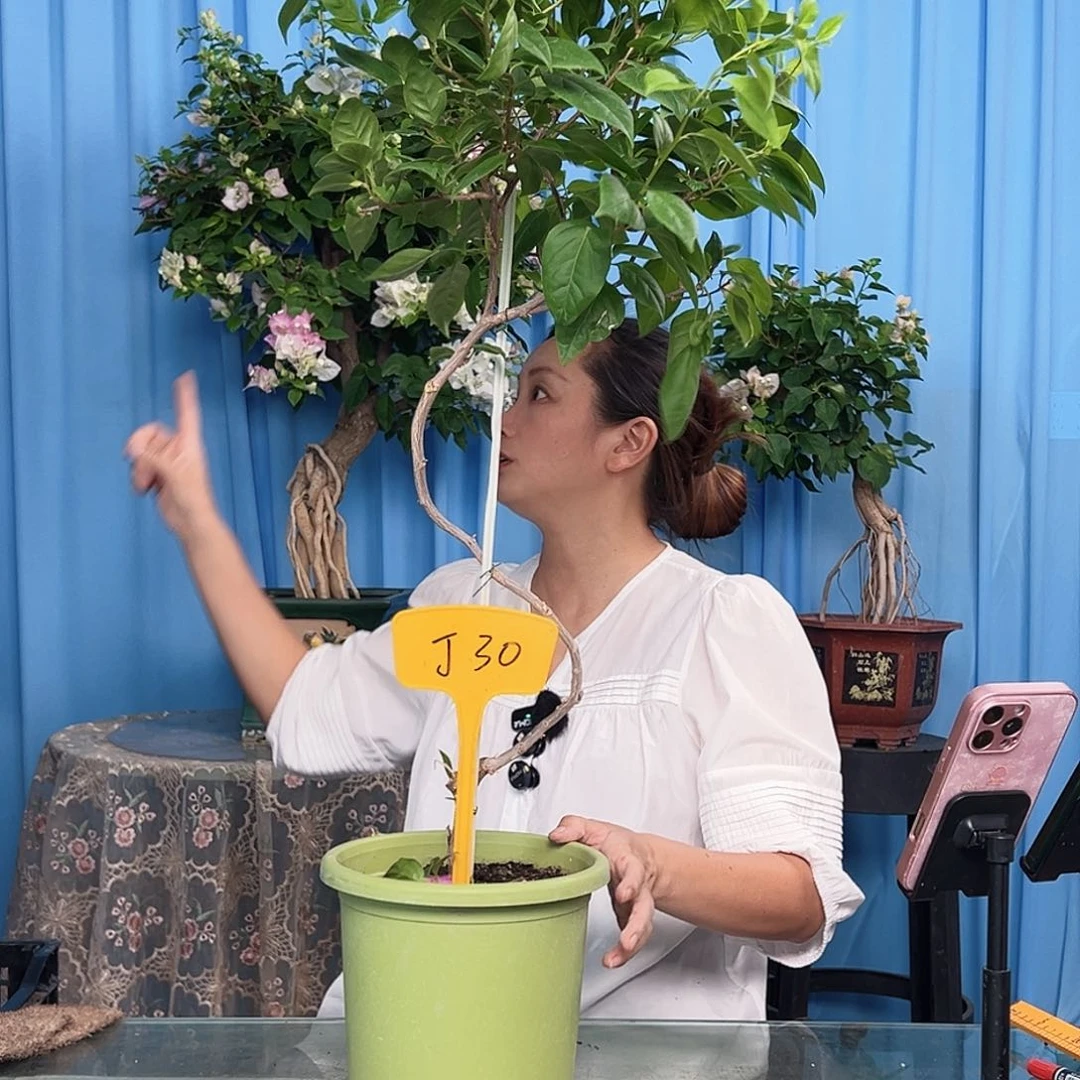 君****当前无花栽培后可以开花J30苏瓦娜