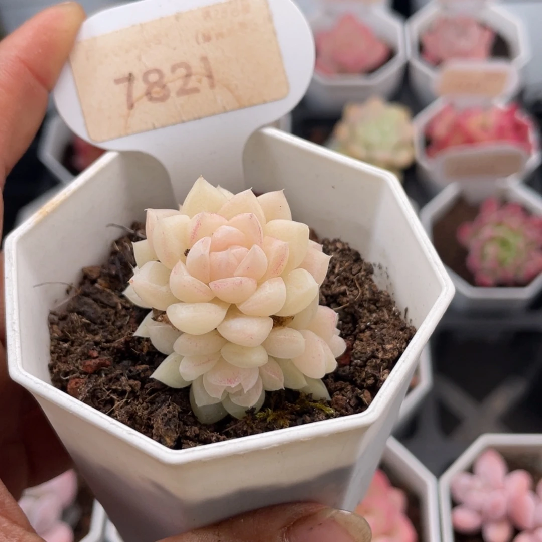 白天鹅7821-3.5厘米