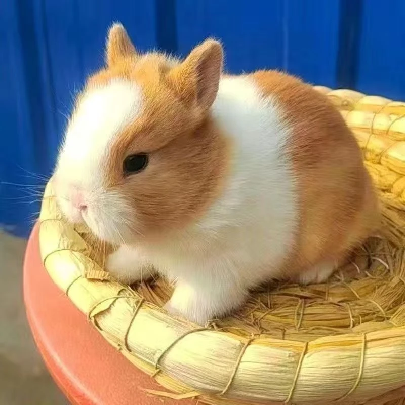 亮亮超萌好物小体型宠物兔活体兔