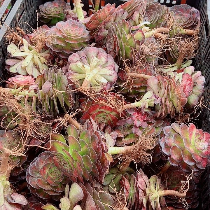 龙鳞单头多肉植物大战