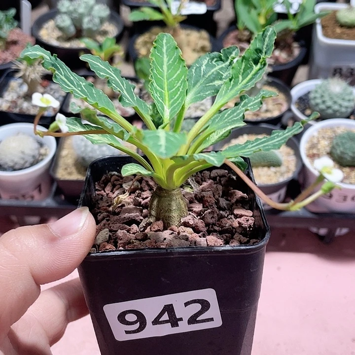 942鱼骨大戟块根