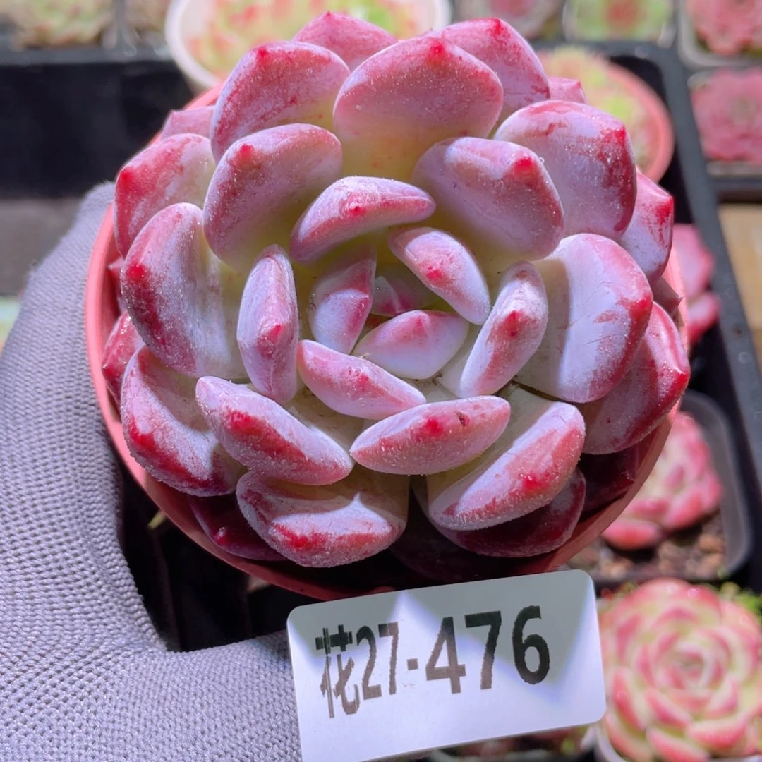 花利美27-476橙梦露