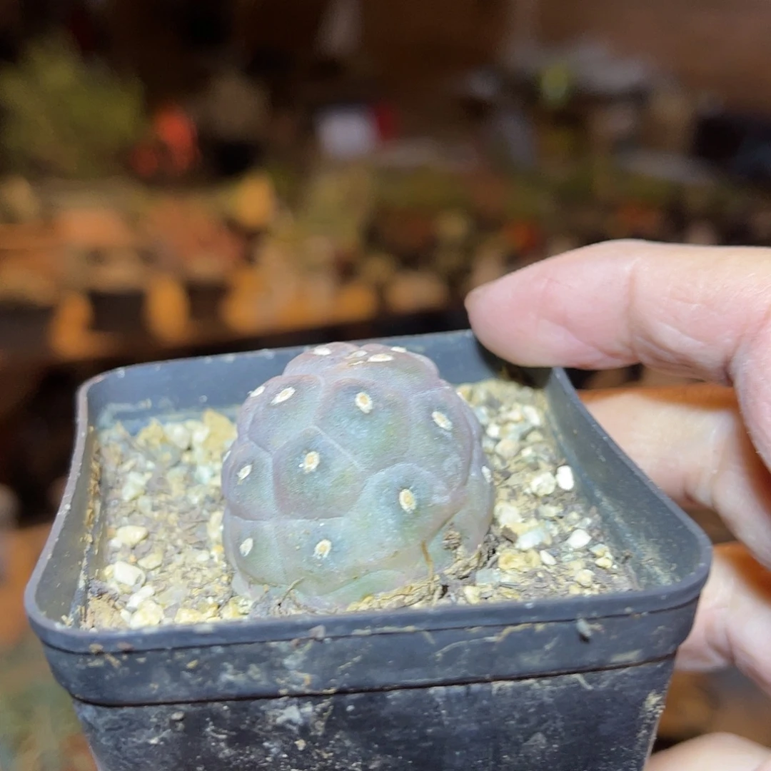 无刺足球习志野仙人球