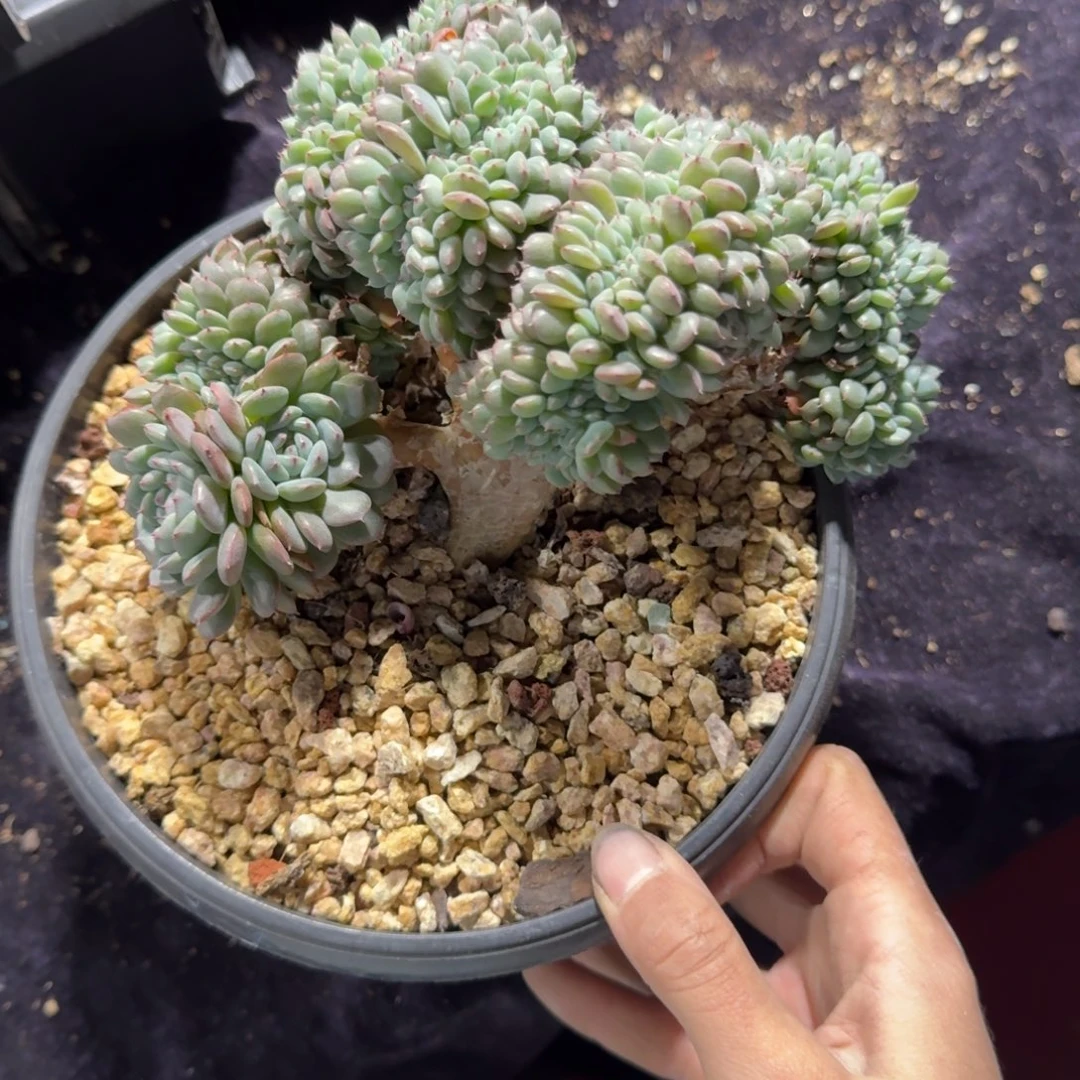 白胖子缀化一物一拍