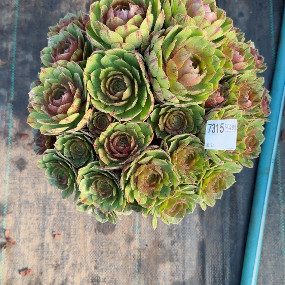 芳*7315万拉丝多肉多肉